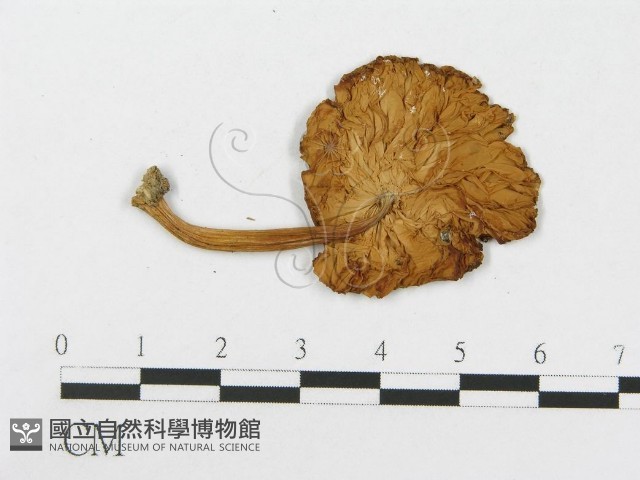 登錄號:F0014235藏品圖，第1張