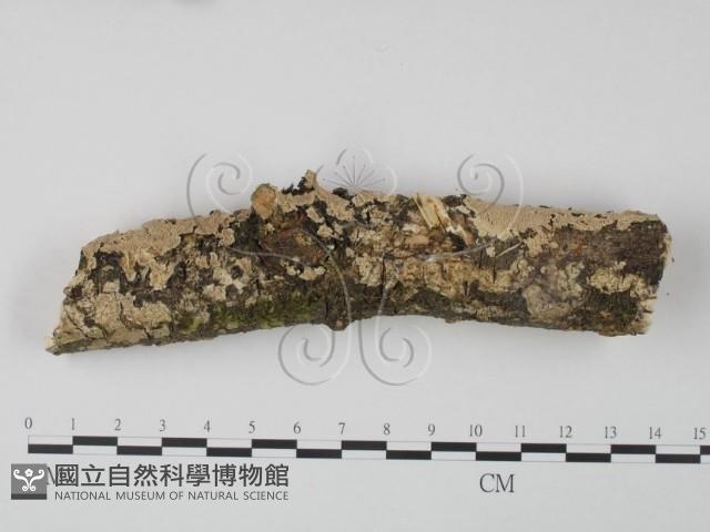 登錄號:F0022235藏品圖，第1張