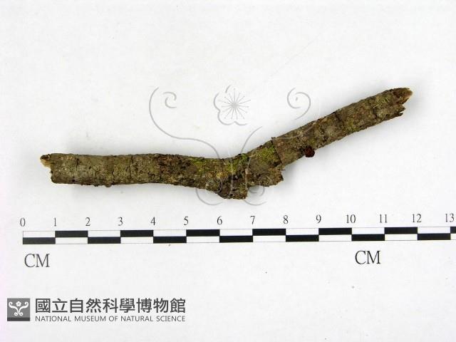 登錄號:F0002235藏品圖，第1張