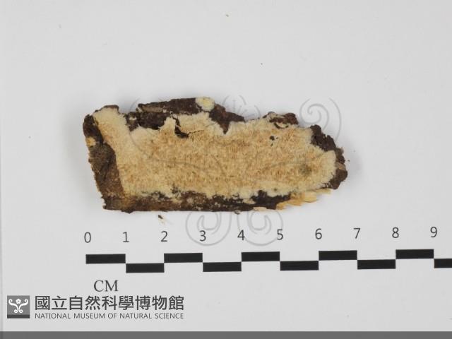 登錄號:F0032235藏品圖，第1張