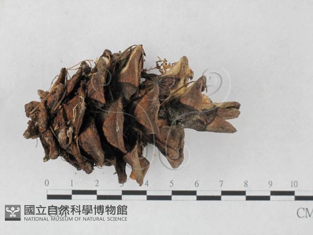 登錄號:F0027235藏品圖，第1張