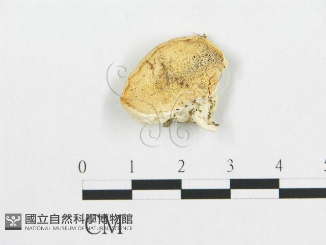 登錄號:F0007235藏品圖，第1張