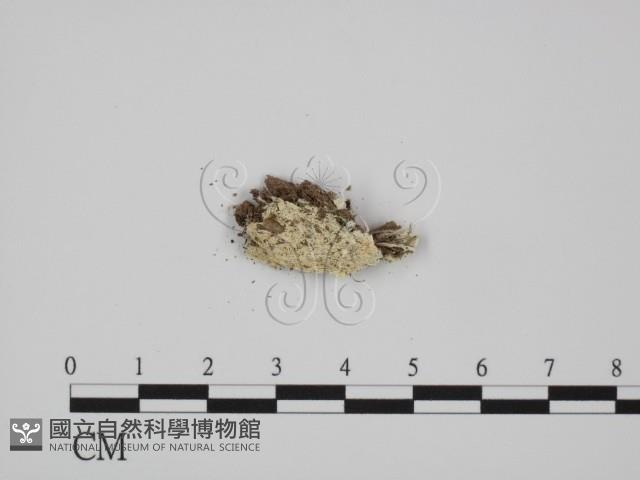 登錄號:F0017235藏品圖，第1張