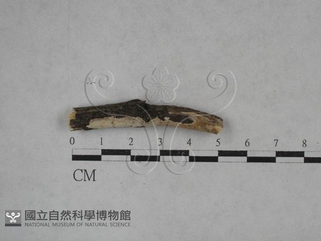 登錄號:F0025235藏品圖，第1張