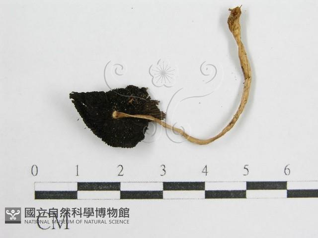 鬼傘屬藏品圖，第1張