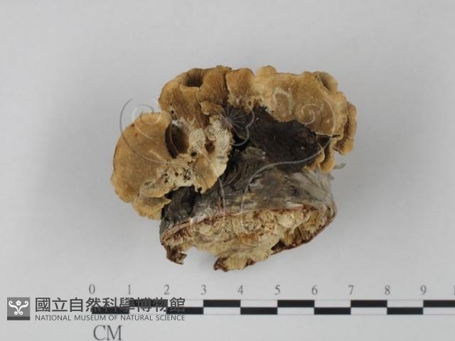 雲芝藏品圖，第1張