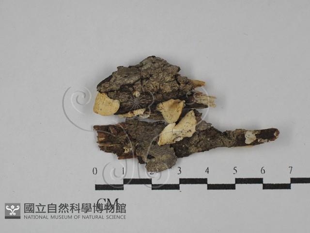 登錄號:F0029235藏品圖，第1張