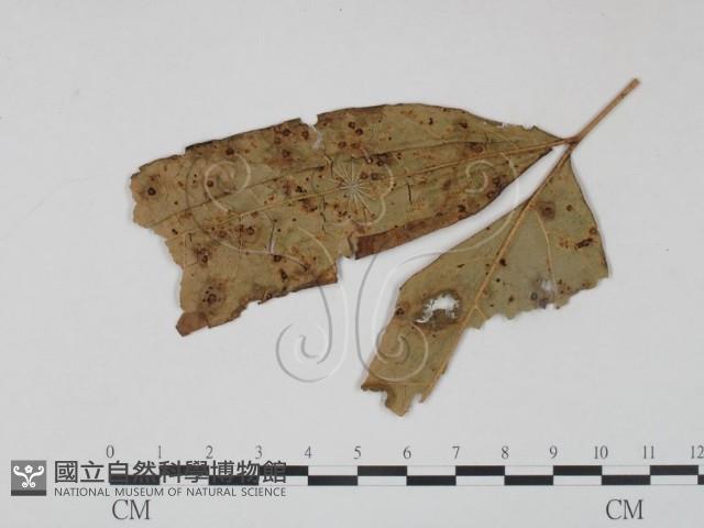登錄號:F0019235藏品圖，第1張
