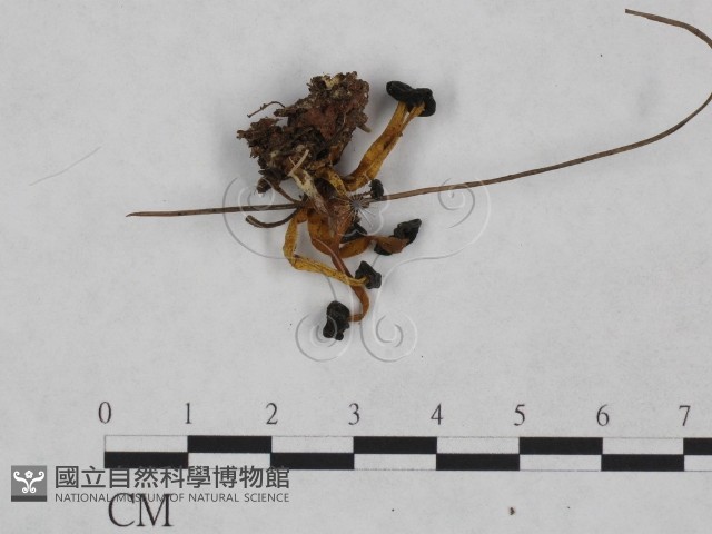 登錄號:F0023235藏品圖，第1張