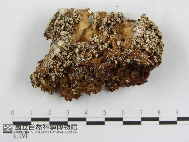 登錄號:F0003235藏品圖，第1張