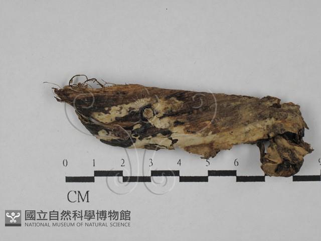 登錄號:F0028835藏品圖，第1張