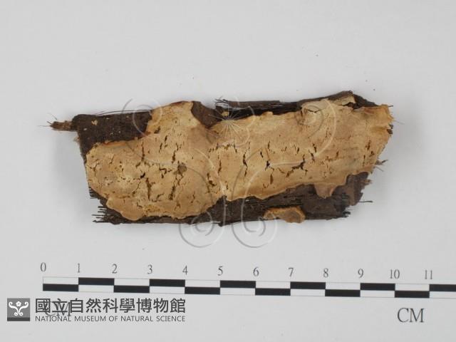 登錄號:F0008835藏品圖，第1張