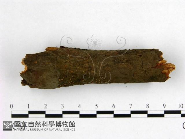 登錄號:F0020835藏品圖，第1張