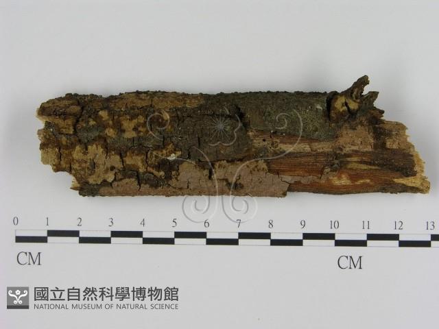 刺革菌屬藏品圖，第1張