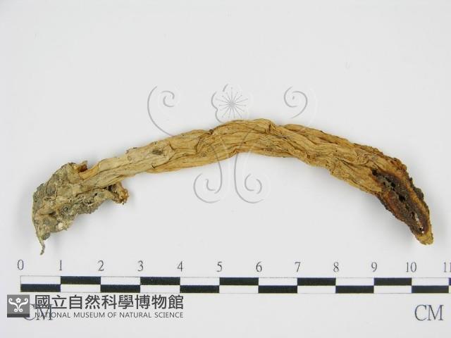 登錄號:F0010835藏品圖，第1張