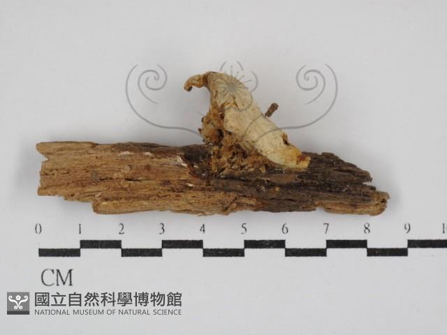 寡孔菌屬藏品圖，第1張