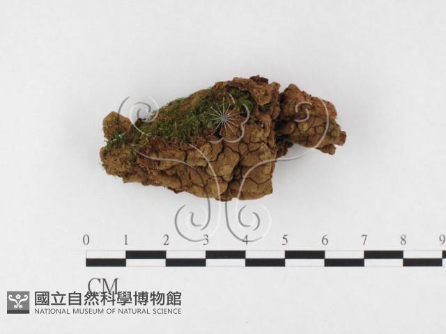 登錄號:F0026835藏品圖，第1張