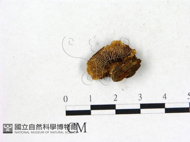 登錄號:F0006835藏品圖，第1張