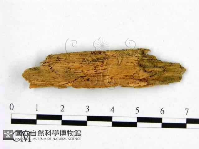 登錄號:F0016835藏品圖，第1張