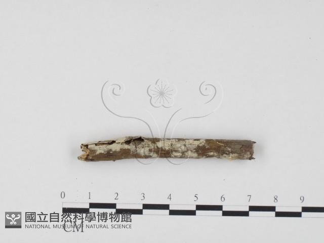 冇骨消絲齒菌藏品圖，第1張