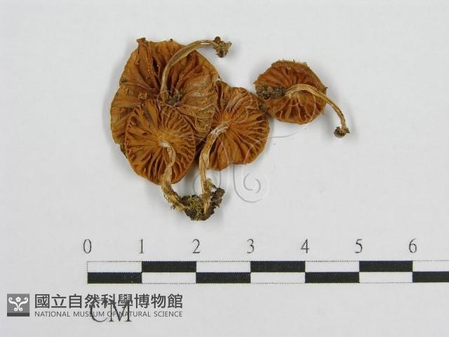 登錄號:F0001835藏品圖，第1張