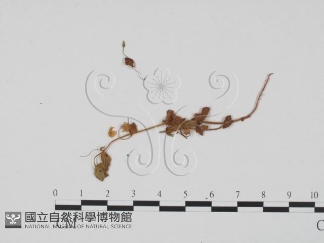 登錄號:F0011835藏品圖，第1張