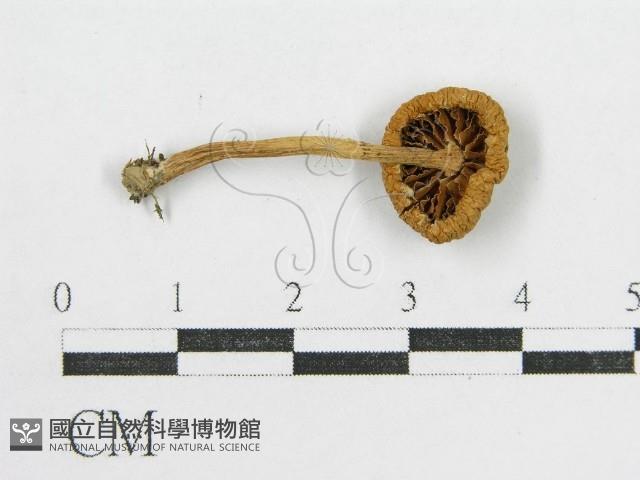 登錄號:F0004835藏品圖，第1張