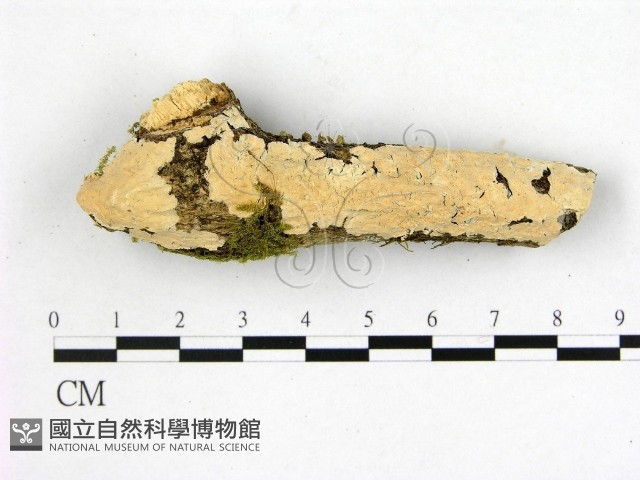 登錄號:F0014835藏品圖，第1張