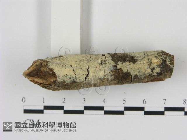 剛毛絲皮菌藏品圖，第1張