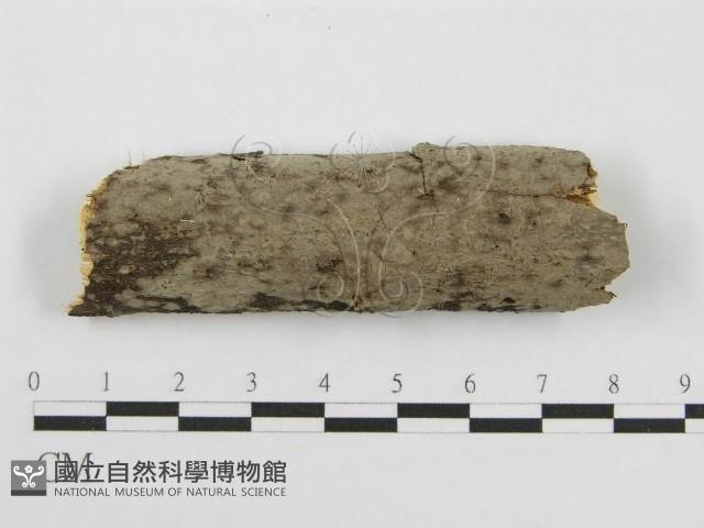 筍殼菌屬藏品圖，第1張
