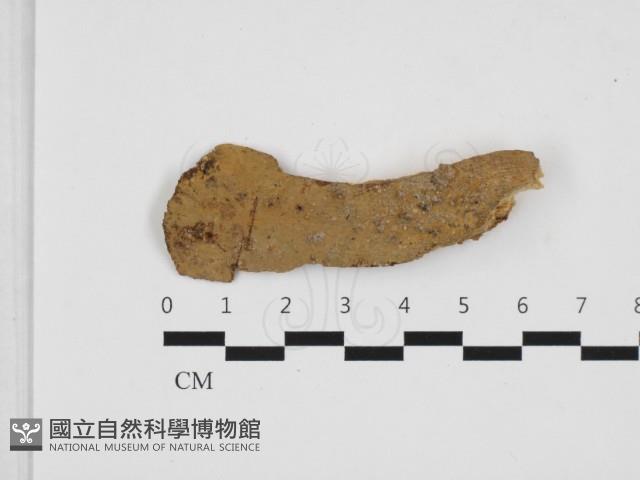 顯絲菌屬藏品圖，第1張