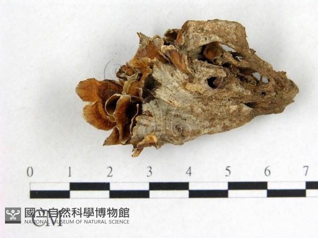 波邊革菌屬藏品圖，第1張