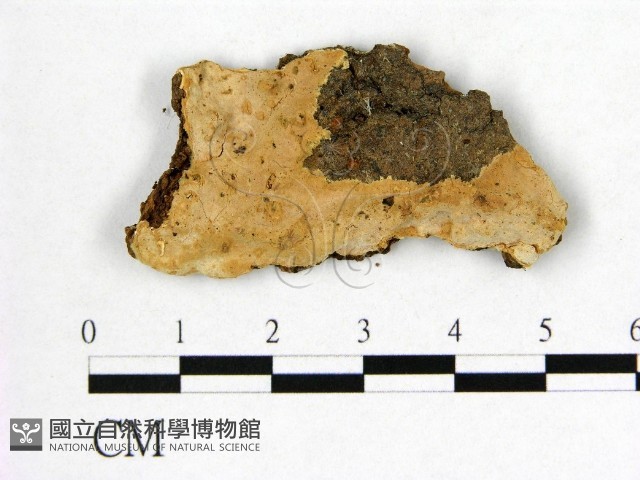 登錄號:F0017835藏品圖，第1張