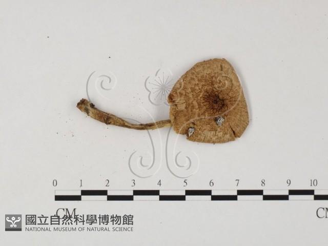 登錄號:F0025835藏品圖，第1張