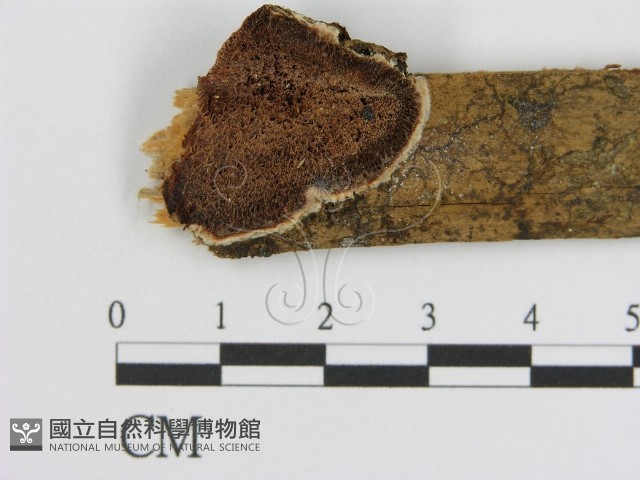 登錄號:F0005835藏品圖，第1張