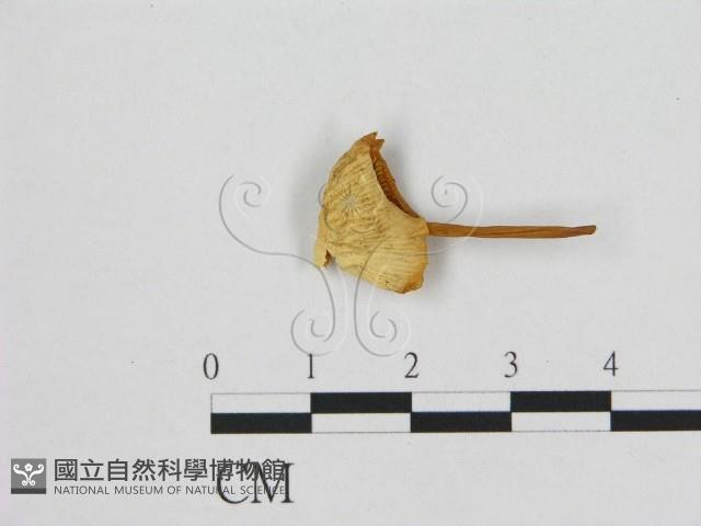 登錄號:F0015835藏品圖，第1張