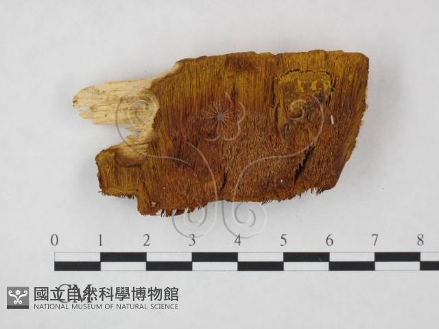 登錄號:F0019835藏品圖，第1張
