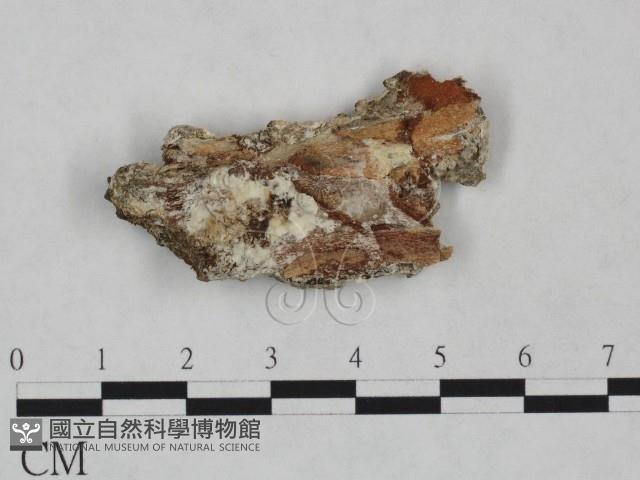 登錄號:F0023835藏品圖，第1張