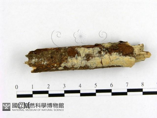 登錄號:F0013835藏品圖，第1張