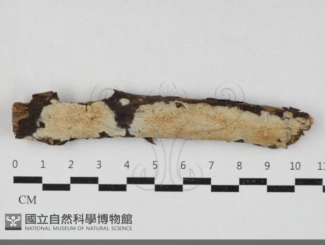 登錄號:F0033835藏品圖，第1張