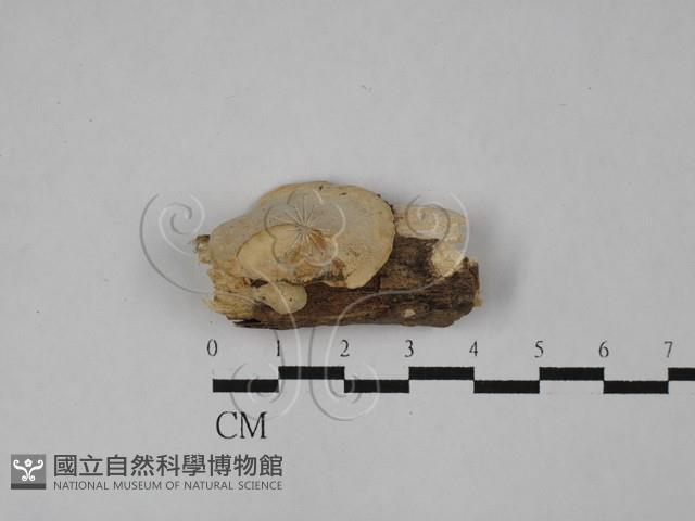 登錄號:F0028935藏品圖，第1張