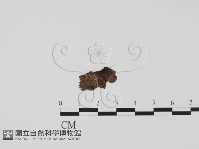 登錄號:F0008935藏品圖，第1張