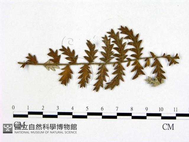 登錄號:F0018935藏品圖，第1張