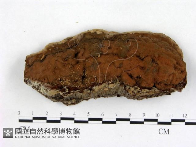 登錄號:F0020935藏品圖，第1張