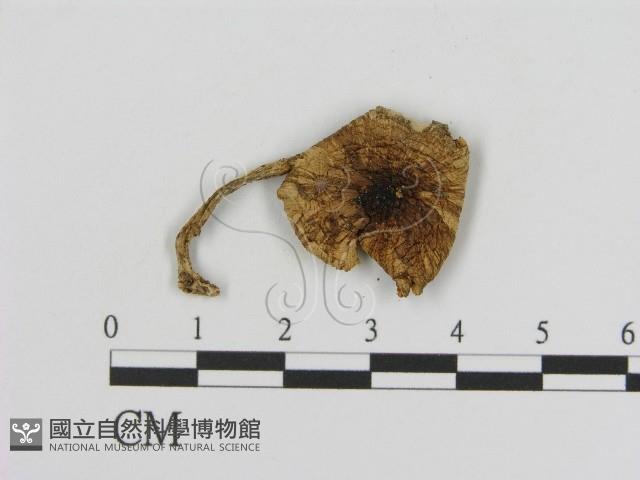 登錄號:F0010935藏品圖，第1張