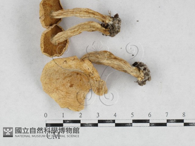 登錄號:F0026935藏品圖，第1張