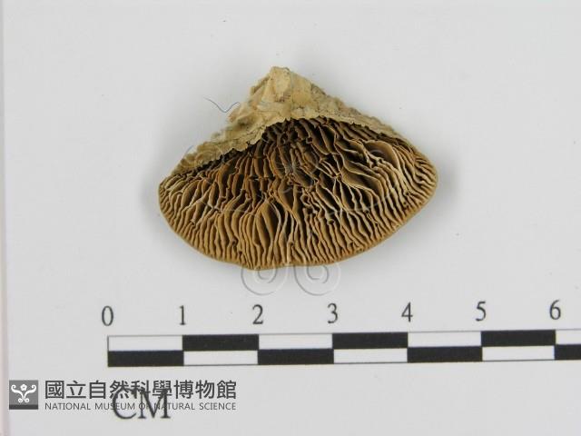 登錄號:F0006935藏品圖，第1張