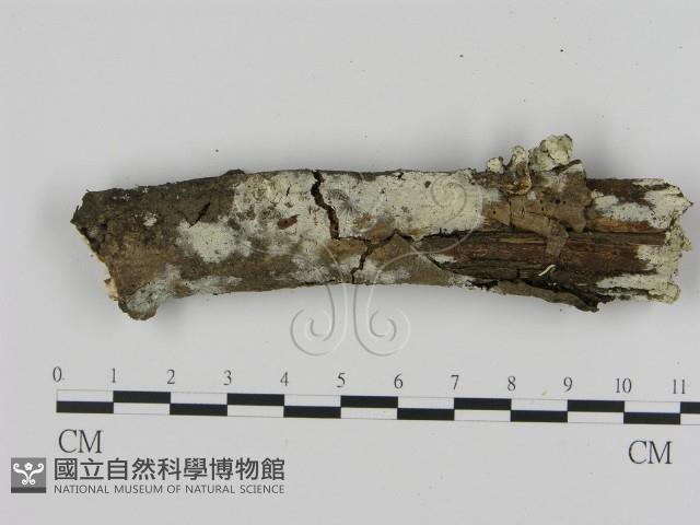 登錄號:F0016935藏品圖，第1張