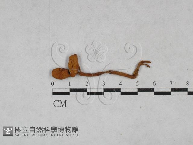 登錄號:F0021935藏品圖，第1張