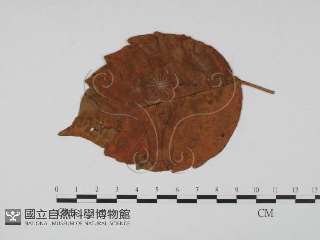 登錄號:F0011935藏品圖，第1張